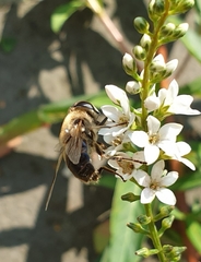 Eristalis tenax