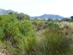 Leucadendron macowanii