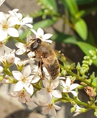 Eristalis tenax