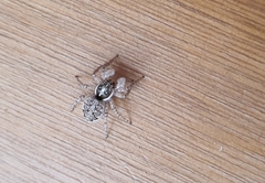 Menemerus semilimbatus