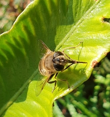 Eristalis tenax