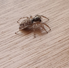 Menemerus semilimbatus