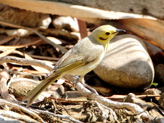Ptilotula flavescens