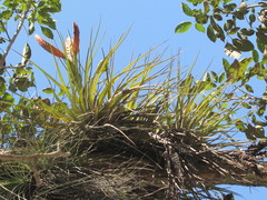 Tillandsia jaliscomonticola