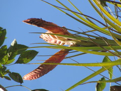 Tillandsia jaliscomonticola