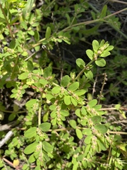 Euphorbia humistrata