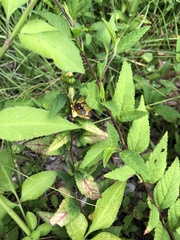 Triepeolus rufithorax