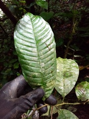 Eschweilera antioquensis