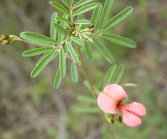 Indigofera verrucosa