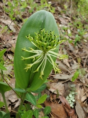 Malaxis novogaliciana