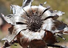 Protea witzenbergiana