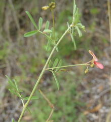 Indigofera verrucosa
