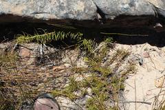 Protea witzenbergiana