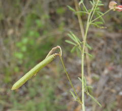 Indigofera verrucosa