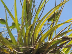 Tillandsia jaliscomonticola
