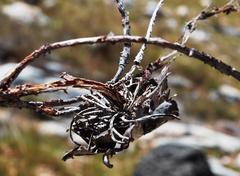 Protea witzenbergiana