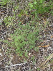 Indigofera verrucosa