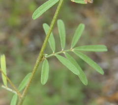Indigofera verrucosa