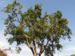 Brosimum alicastrum
