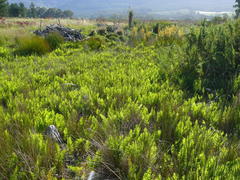 Thelypteris confluens