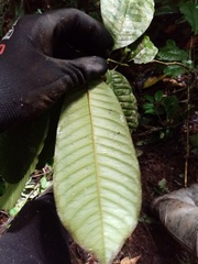 Eschweilera antioquensis