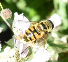 Myathropa florea