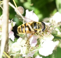 Myathropa florea