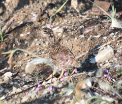 Dendragapus fuliginosus