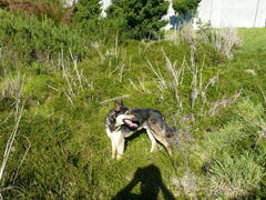 Cliffortia ferruginea