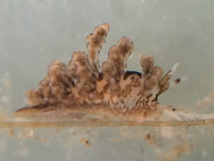 Eubranchus rustyus