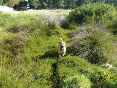 Cliffortia ferruginea