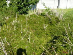 Cliffortia ferruginea