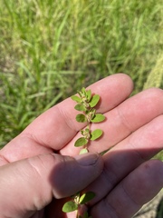 Euphorbia humistrata