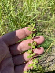 Euphorbia humistrata