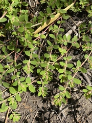 Euphorbia humistrata