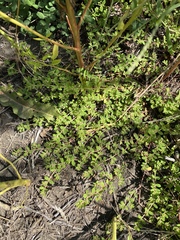 Euphorbia humistrata