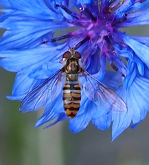 Episyrphus balteatus