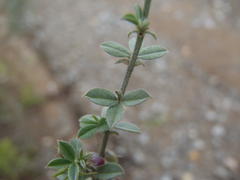 Indigofera sp7