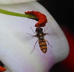 Episyrphus balteatus