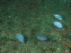 Diplodus bellottii