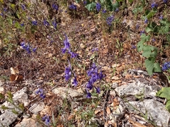 Delphinium pentagynum