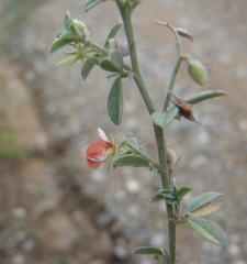 Indigofera sp7