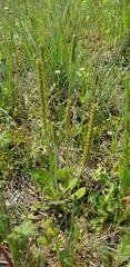 Plantago virginica