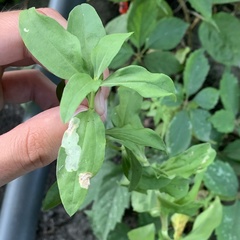 Amauromyza flavifrons