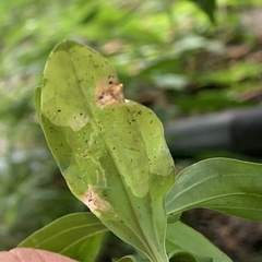 Amauromyza flavifrons