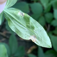 Amauromyza flavifrons