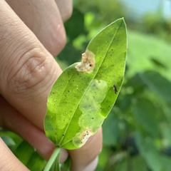 Amauromyza flavifrons