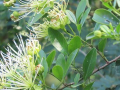 Maerua juncea crustata