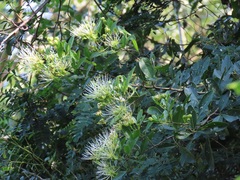 Maerua juncea crustata