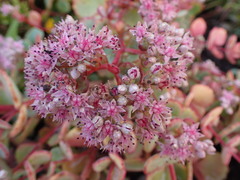 Hylotelephium sieboldii